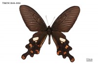 藏品(多姿麝鳳蝶)的圖片